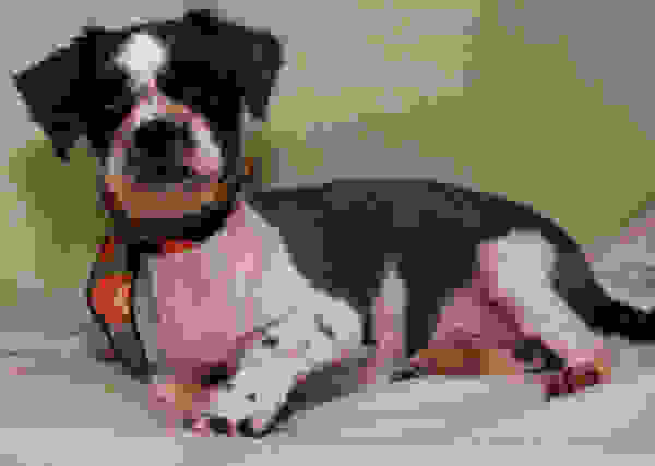 straydog5