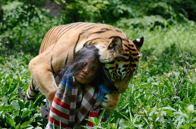 tiger2
