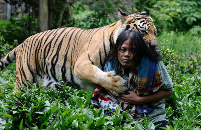 tiger3