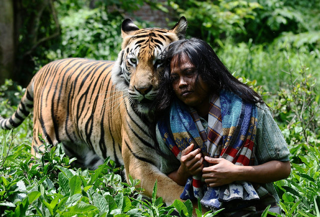 tiger4