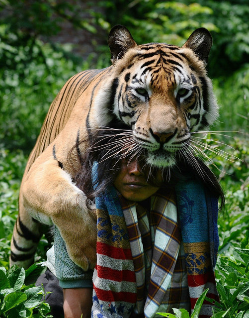 tiger7