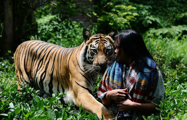 tiger8