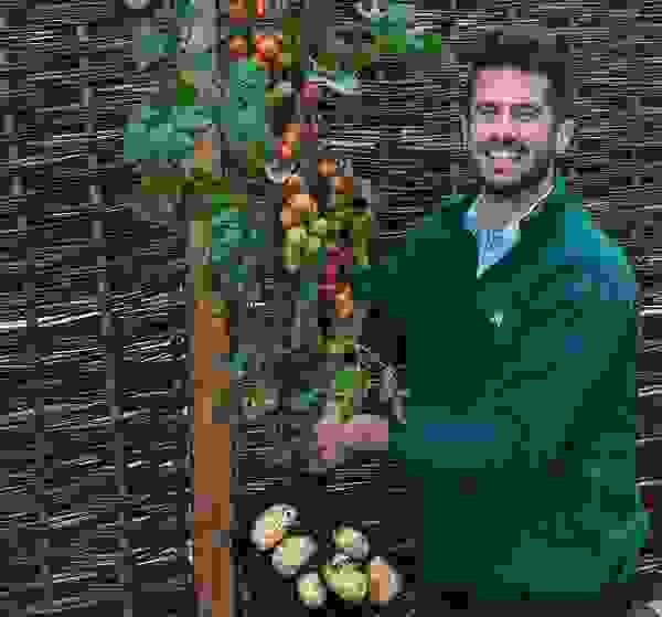 tomtato1