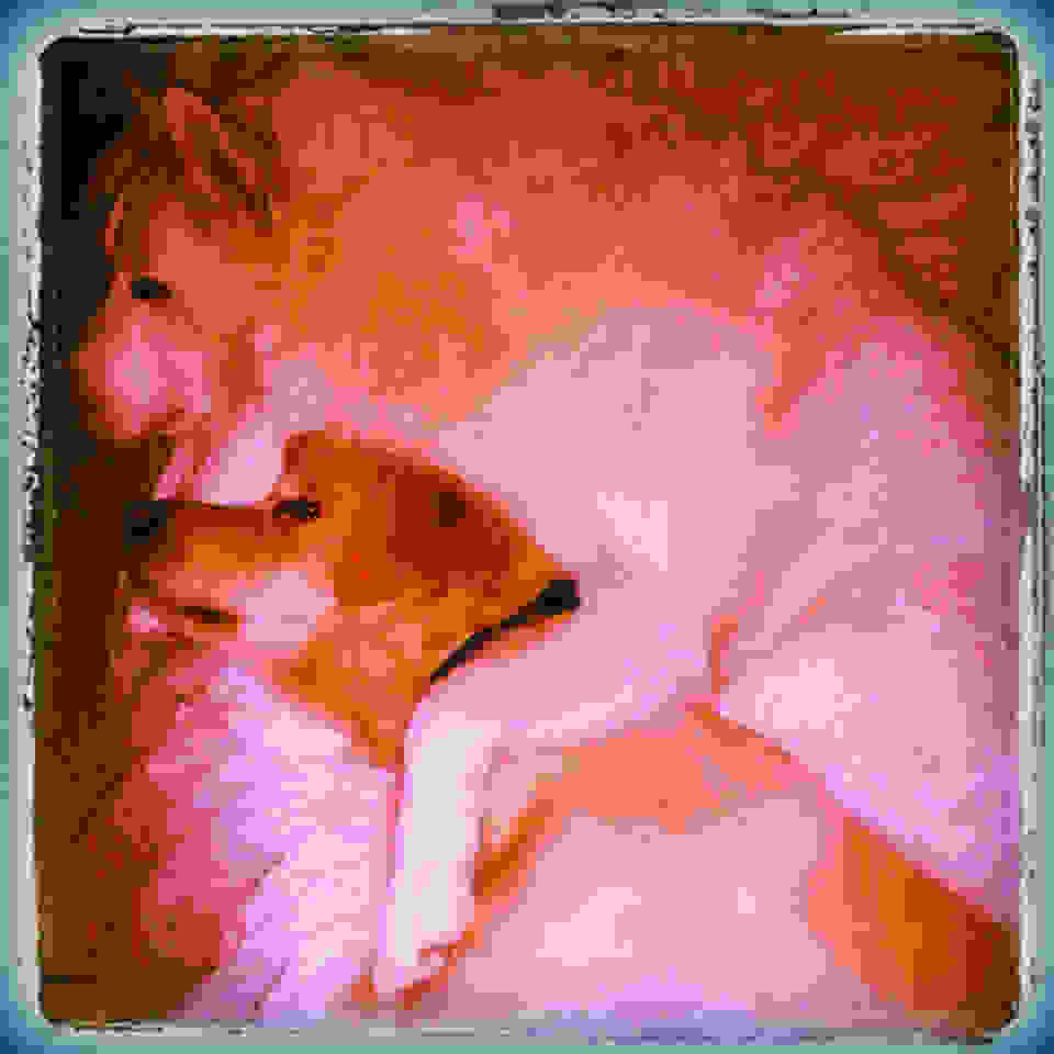 ZANAX5