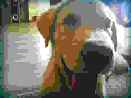 ZANAX1