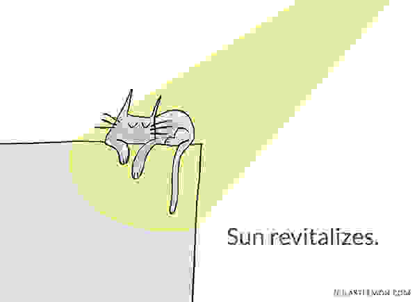 Cute-and-Insightful-Life-Lessons-from-Cats4