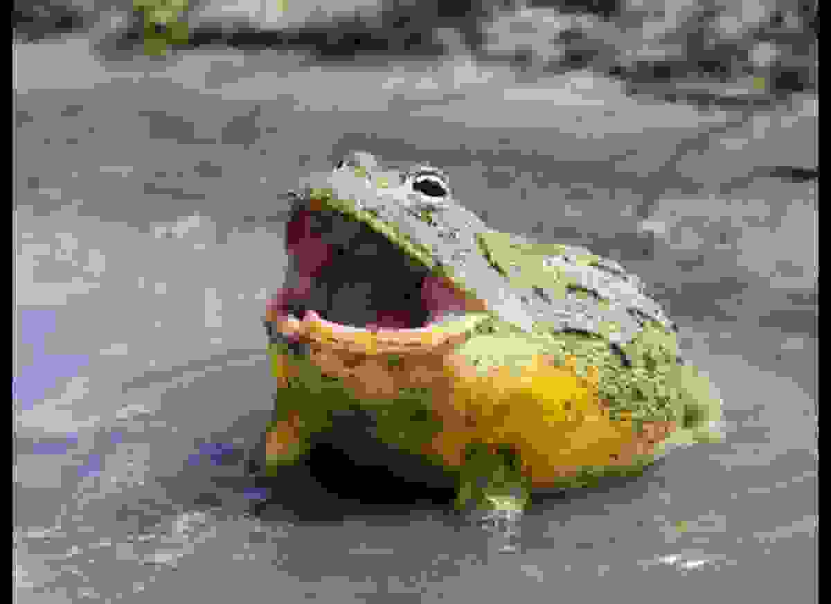 6 frog