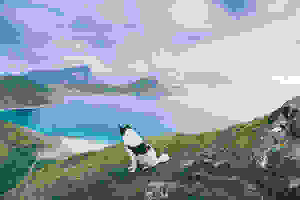 Akiak dog 1