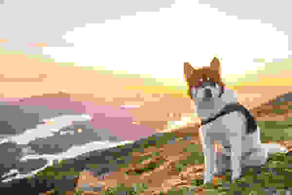 Akiak-dog-3