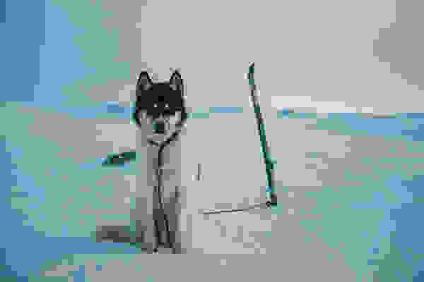 Akiak-dog-6