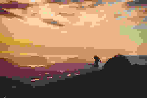Akiak-dog-8