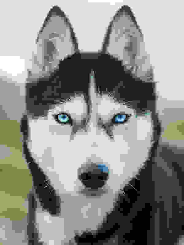 Akiak-dog-9