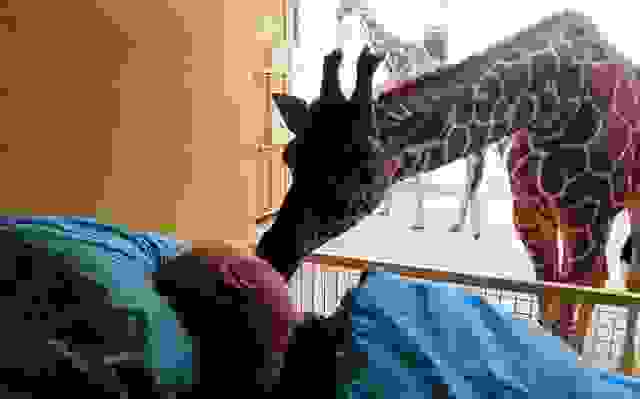 Diergaarde-Blijdorp2-640x399