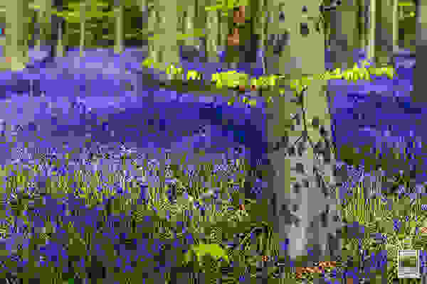 Hallerbos