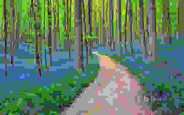 Hallerbos