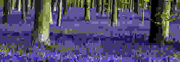 Hallerbos