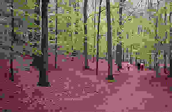 Hallerbos