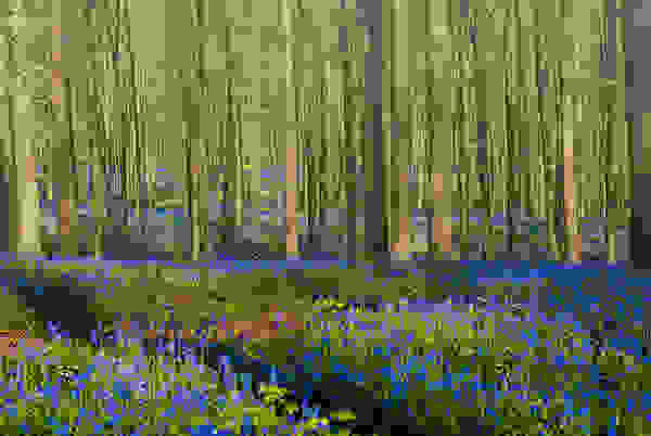 Hallerbos
