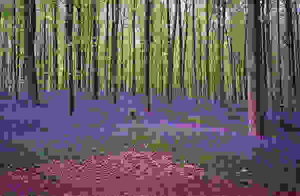 Hallerbos