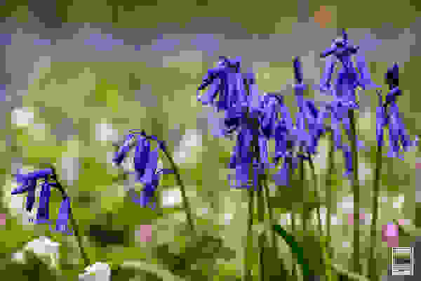 Hallerbos