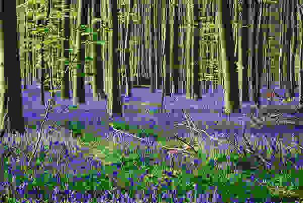 Hallerbos