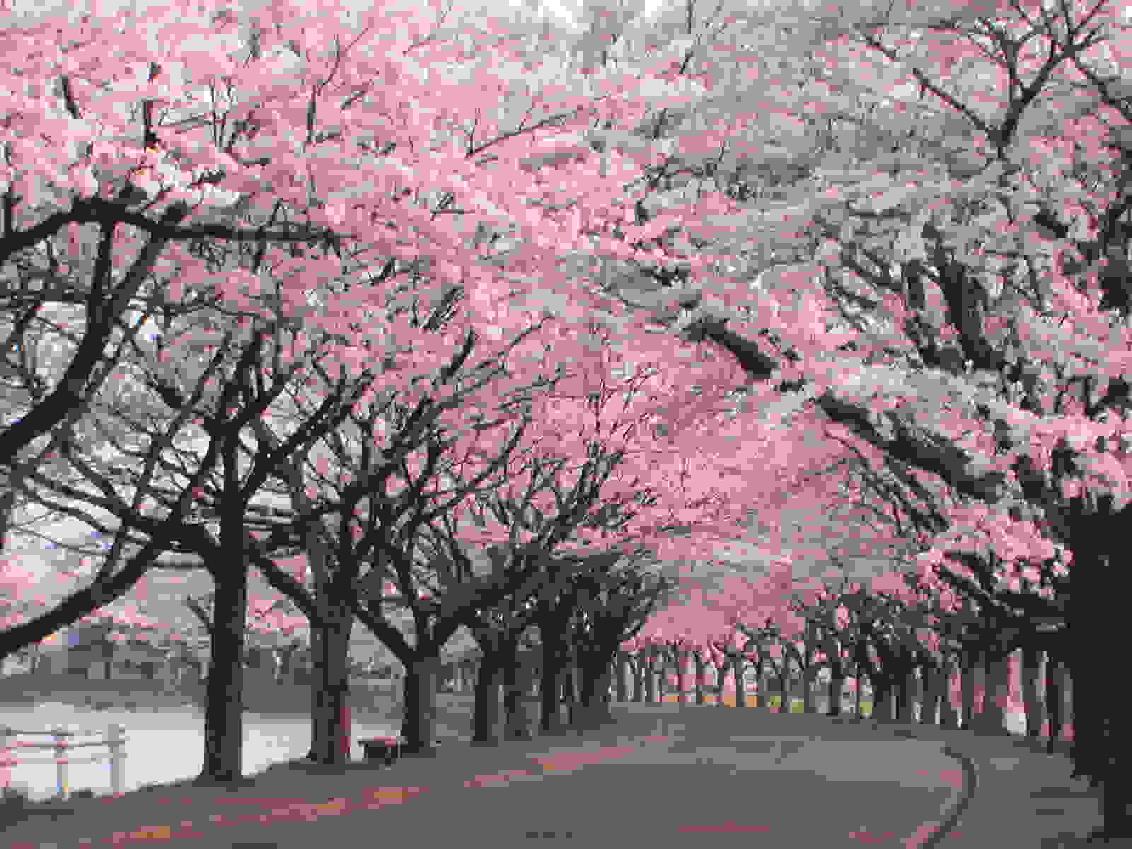 Hanami0