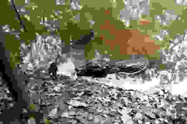 aligatoras 0