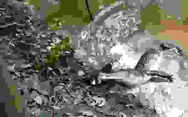 aligatoras 1