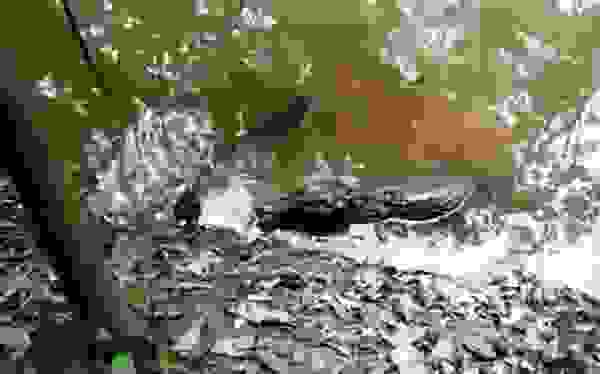 aligatoras 2
