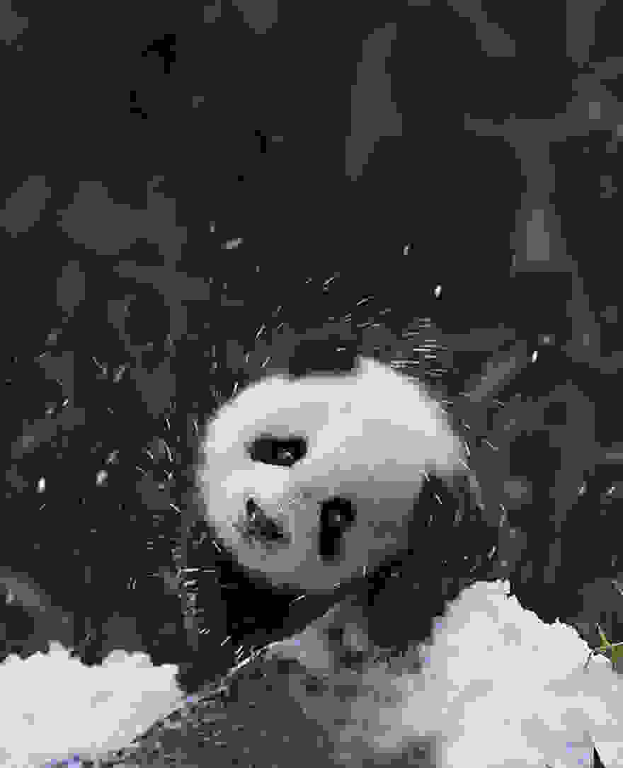 animals-and-first-snow-baby-panda1  700