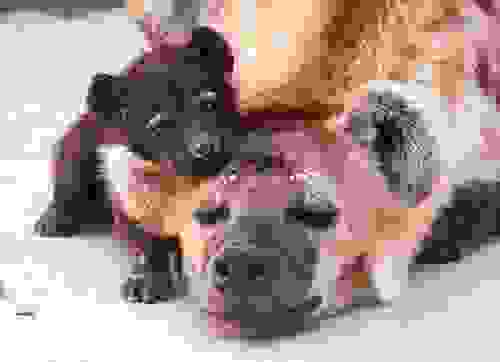 babyanimal1