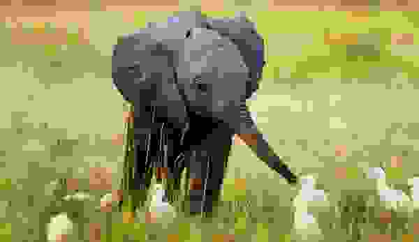 babyanimal2