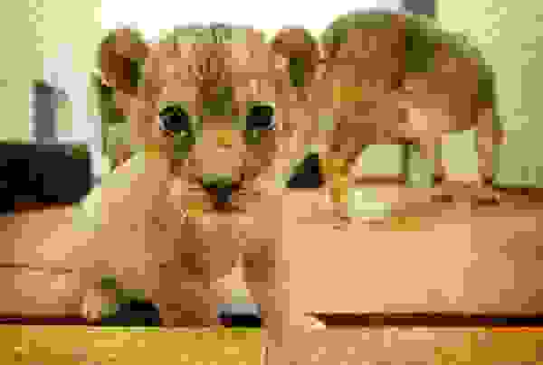 babyanimal3