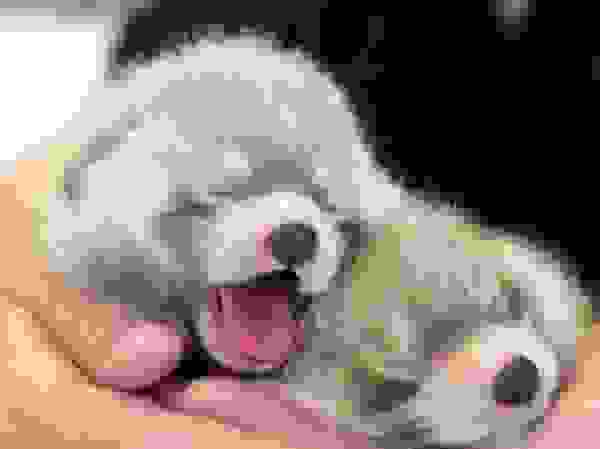babyanimal4