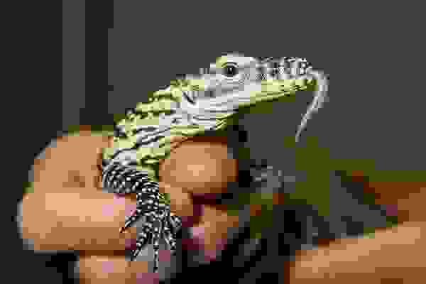 babyanimal6