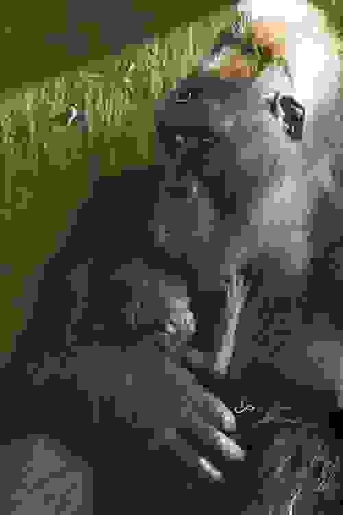 babyanimal9