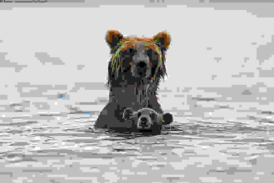 bear-photography-14