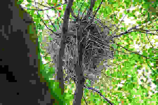 crownest1
