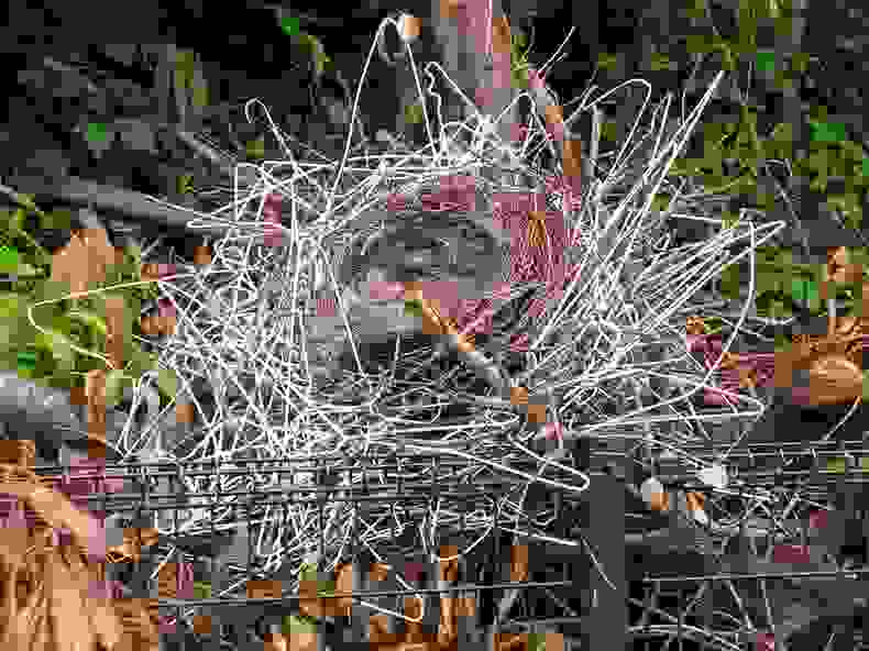 crownest2
