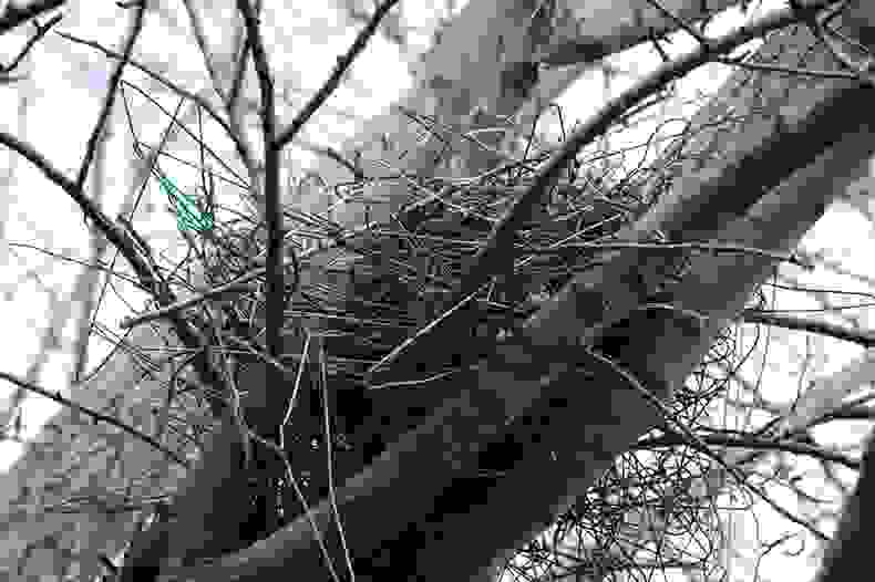 crownest3