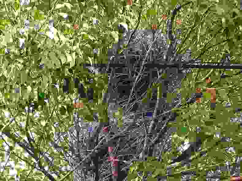 crownest4