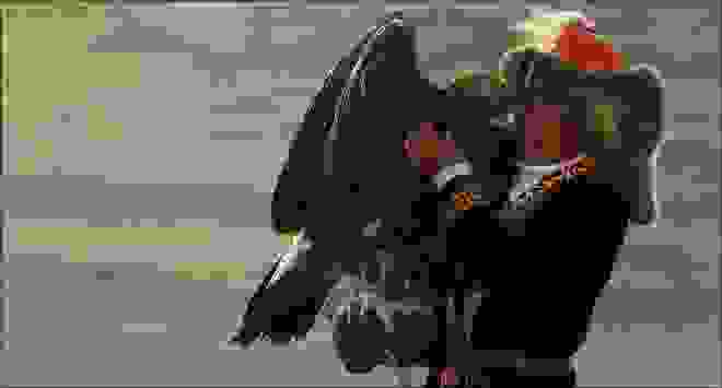 eagle3