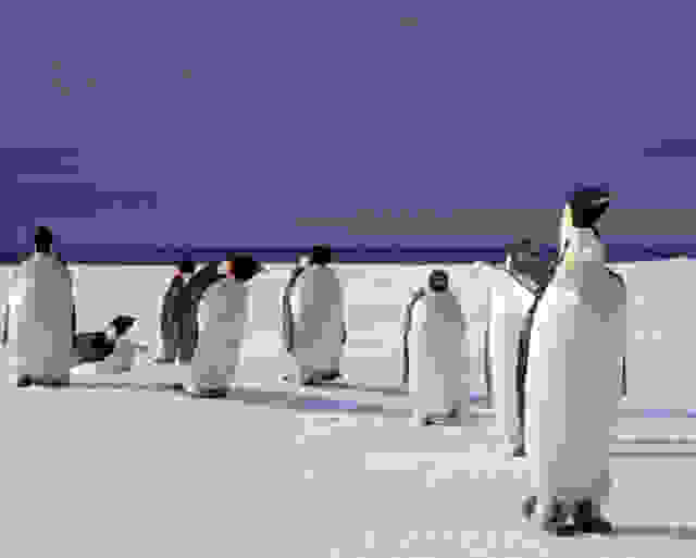 emperor penguin4