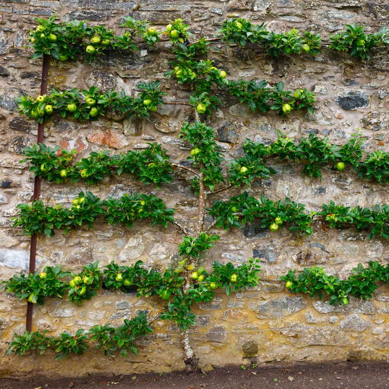 espalier fruit tree 4