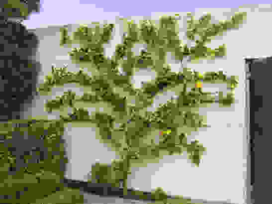 espalier5