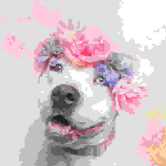 flower-power-pit-bulls-dog-adoption-photography-sophie-gamand-10