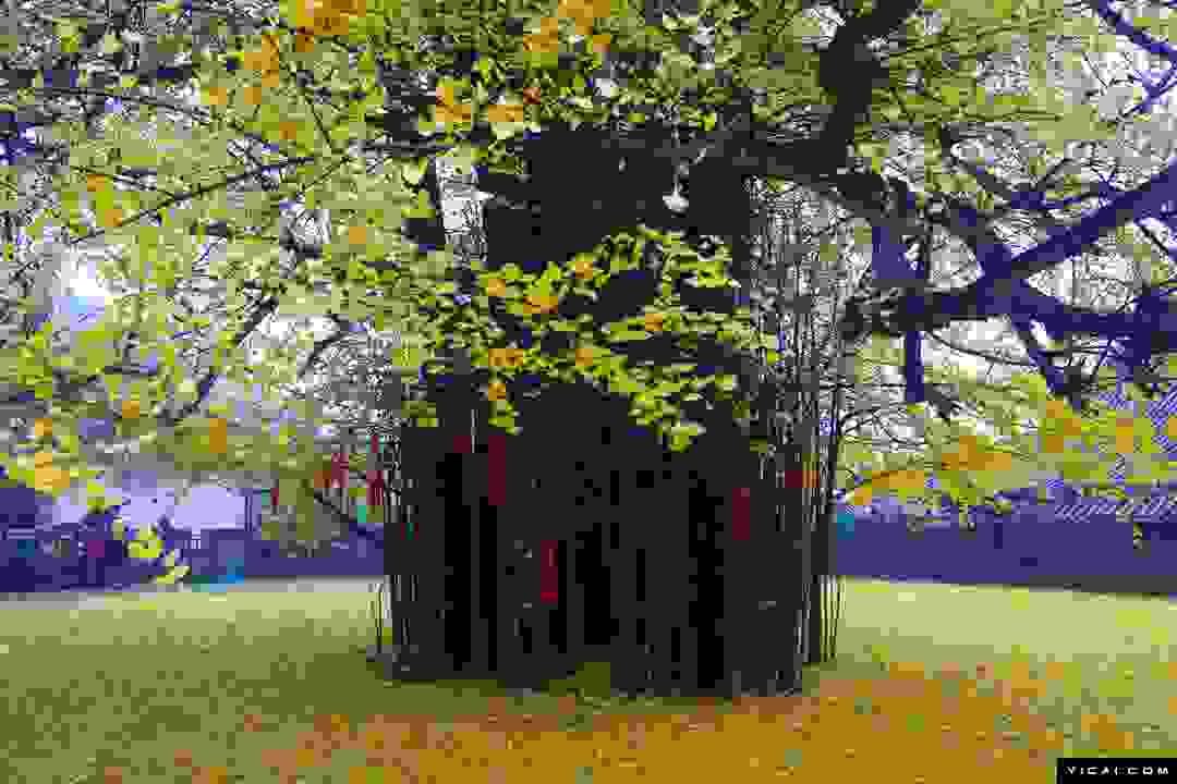 ginkgo tree 3