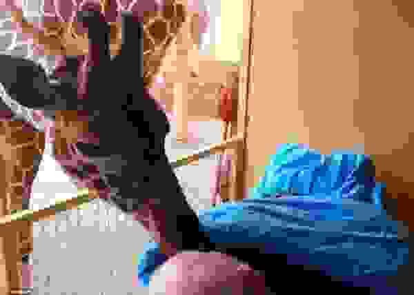 giraffe1