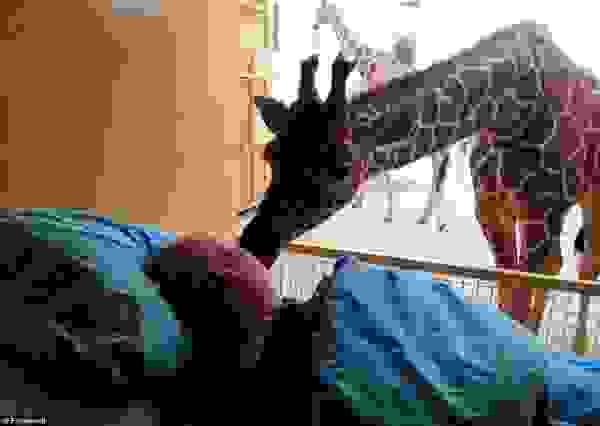 giraffe2