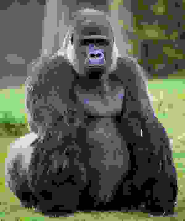 gorila2